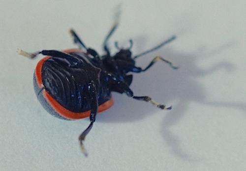 Chrysolina kuesteri